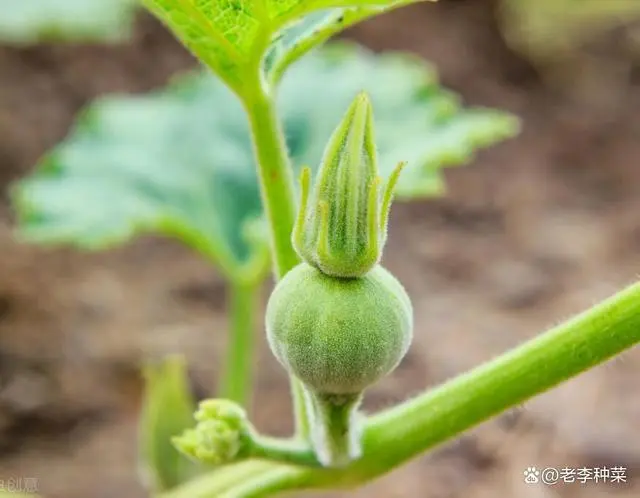 如何种植南瓜？什么时候种南瓜？如何给南瓜施肥？