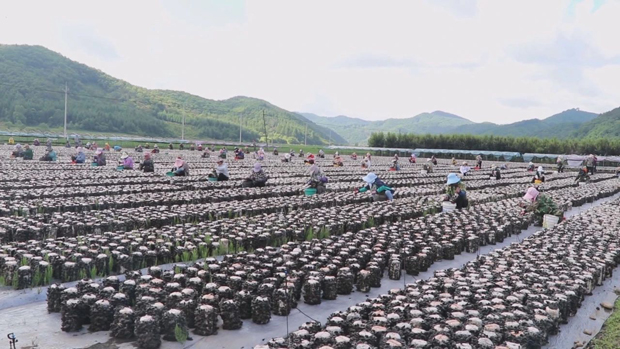 江苏食用菌生产基地_江苏食用菌栽培技术_江苏省种植食用菌致富新闻