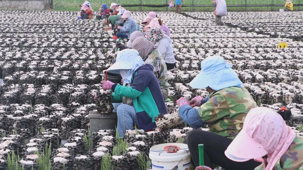 江苏食用菌生产基地_江苏食用菌栽培技术_江苏省种植食用菌致富新闻