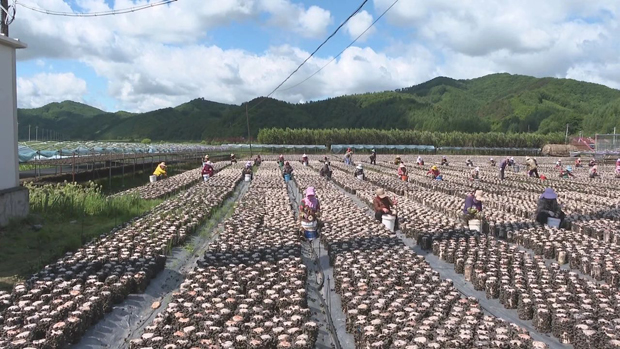 江苏食用菌生产基地_江苏省种植食用菌致富新闻_江苏食用菌栽培技术