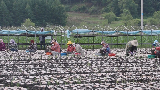 江苏食用菌栽培技术_江苏食用菌生产基地_江苏省种植食用菌致富新闻