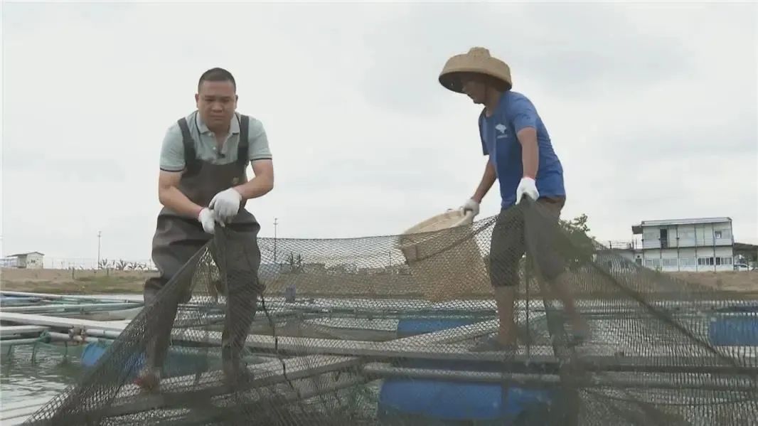 鱼塘养殖罗非鱼_罗非鱼塘养殖技术_罗非鱼池塘养殖技术