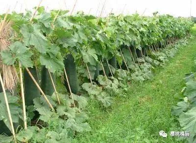 冬瓜种植管理技术要点视频_种植冬瓜管理技术_冬瓜种植管理技术视频