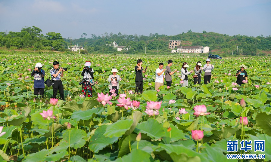 江苏的食用菌养殖基地在哪里_江苏省种植食用菌致富新闻_江苏省食用菌基地