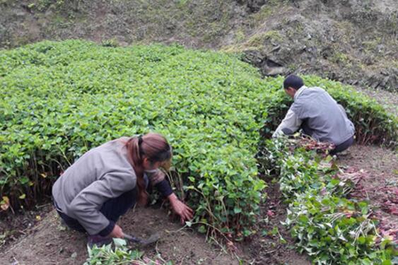 种植鱼腥草每亩可赚2万余元 农民增收致富有门道