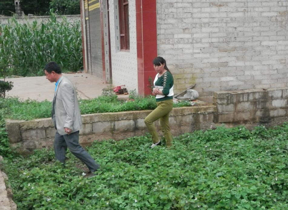 鱼腥草种植赚钱吗_致富经鱼腥草联系方式_致富经鱼腥草种植视频