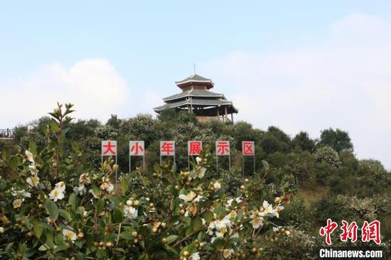 图为三江思欧村雨塘高产油茶林示范基地。　林馨　摄