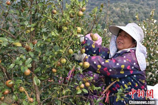 图为村民在采摘油茶果。　林馨 摄