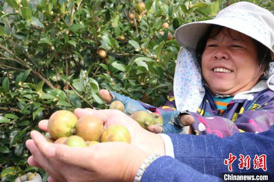 图为丰收的油茶果。　林馨 摄