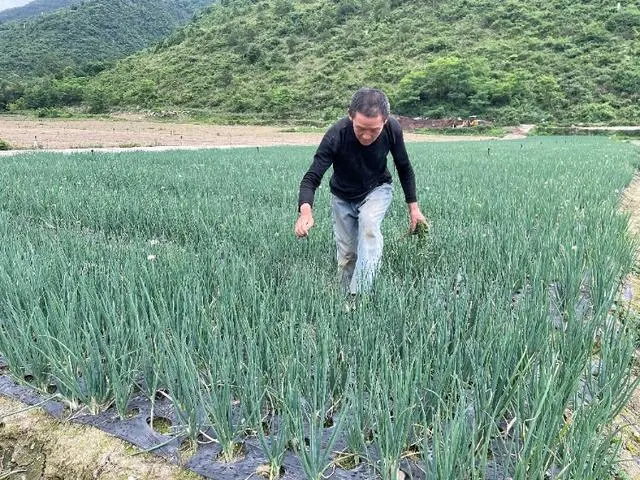 “一棵香葱”带富312个村 丰都以共建共享开辟山区库区强村富民新路子