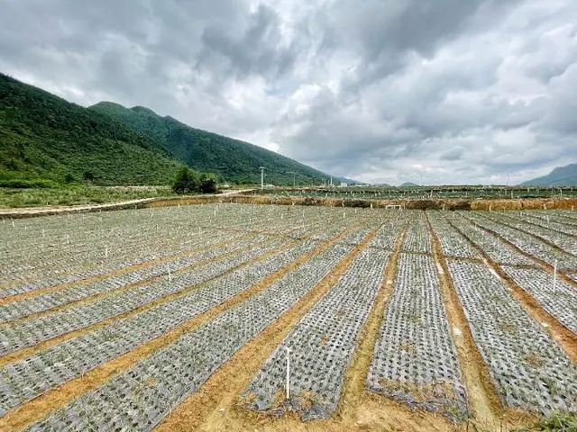 羊角葱能移栽吗_羊角葱种植致富_羊角葱什么时候栽