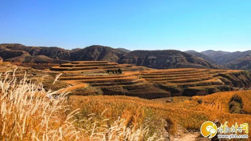 农业致富种植项目_农业种植致富新路子是什么_致富农业经