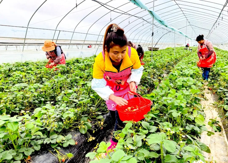 4 、草莓种植基地。