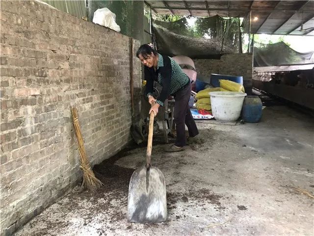 重庆丰都养牛基地图片_重庆丰都养殖致富_丰都养殖扶持政策