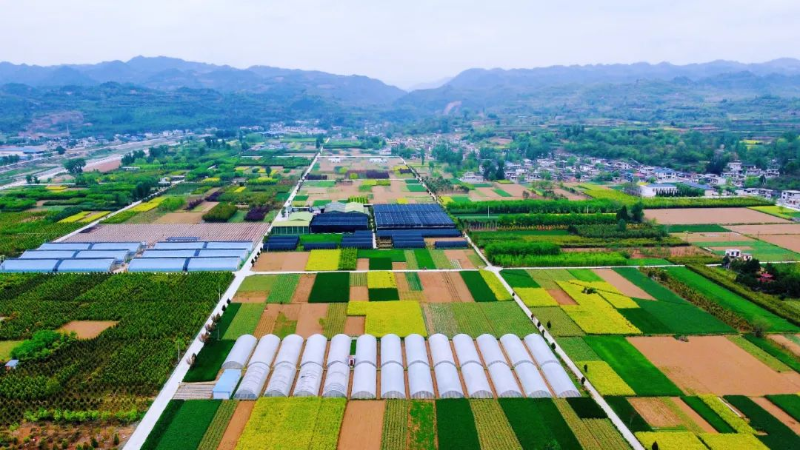 徽县：特色山地农业“十样”景 撑起乡村振兴一片天