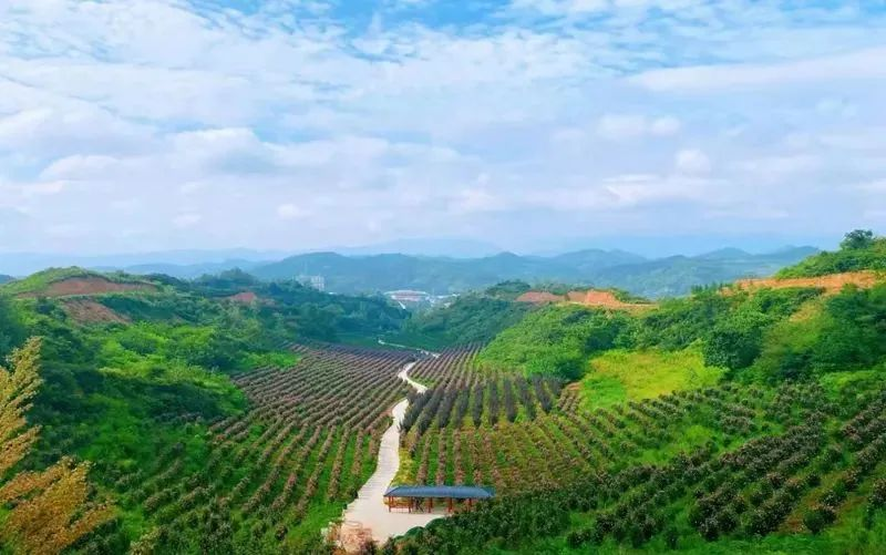 农业种植致富新路子是什么_致富经农业种植_农业致富种植项目