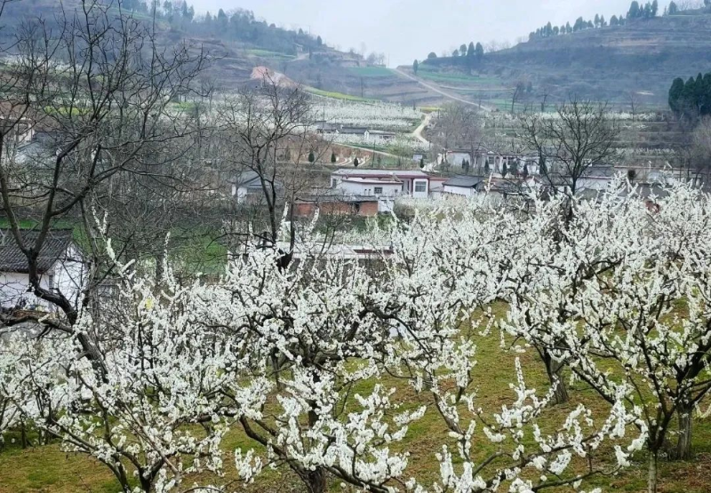 农业种植致富新路子是什么_致富经农业种植_农业致富种植项目