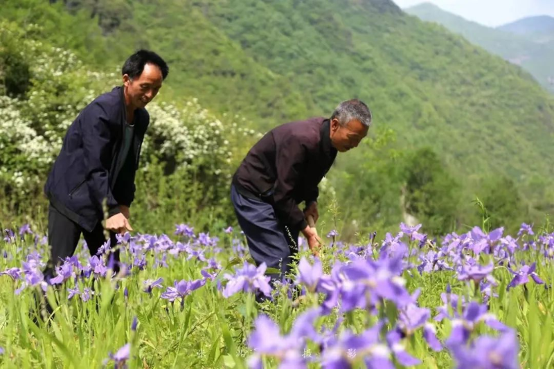 致富经农业种植_农业种植致富新路子是什么_农业致富种植项目