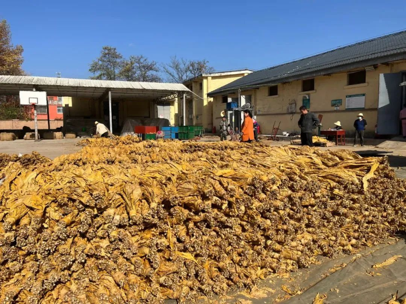 农业致富种植项目_农业种植致富新路子是什么_致富经农业种植