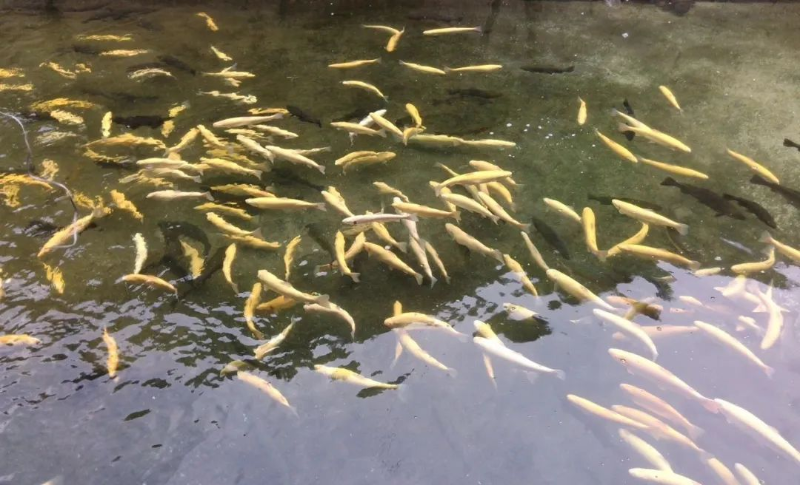 农业致富种植项目_致富经农业种植_农业种植致富新路子是什么