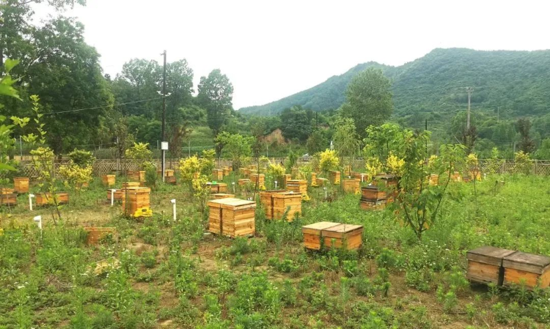 农业种植致富新路子是什么_农业致富种植项目_致富经农业种植