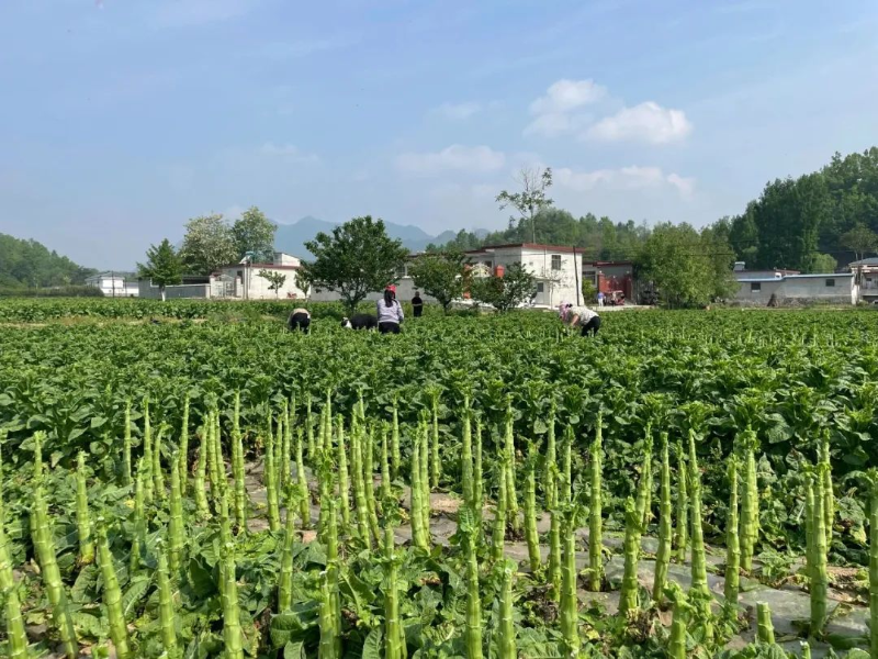 农业种植致富新路子是什么_农业致富种植项目_致富经农业种植