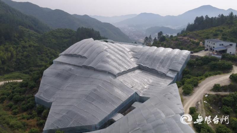 杨梅种植管理视频_东愧杨梅种植技术视频_杨梅种植技术视频教程