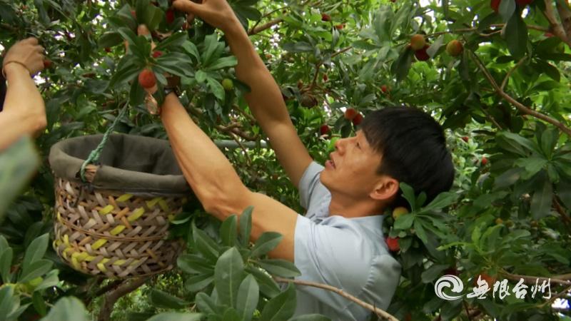 杨梅种植技术视频教程_杨梅种植管理视频_东愧杨梅种植技术视频