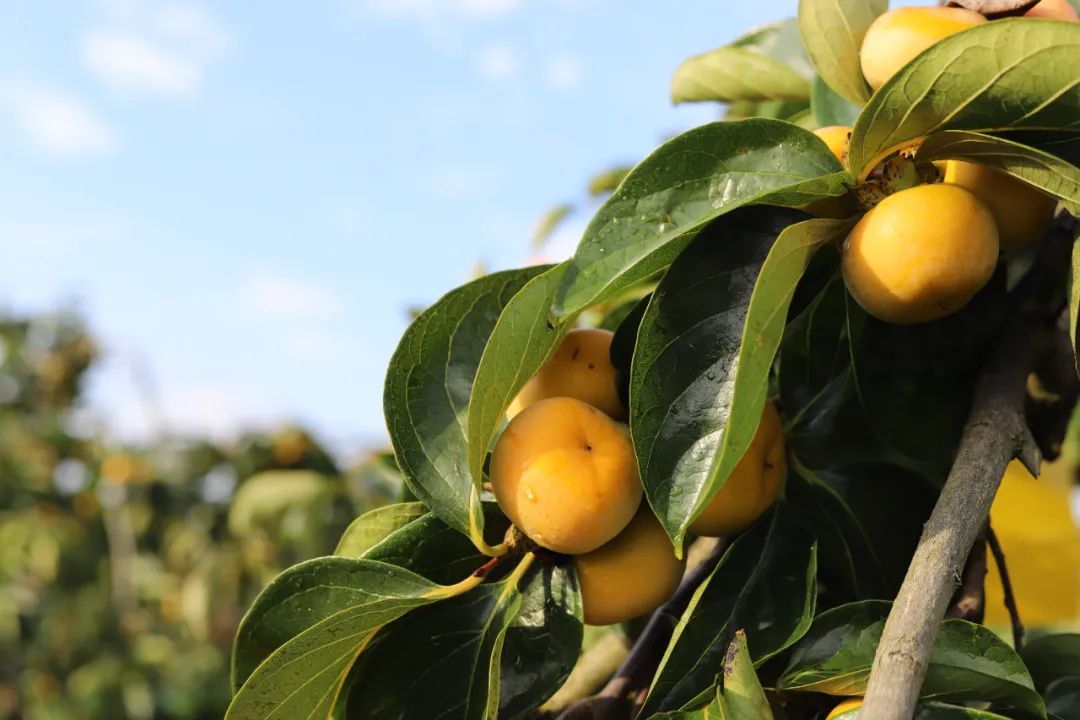 致富柿子种植视频_种植柿子致富_柿子种植效益如何