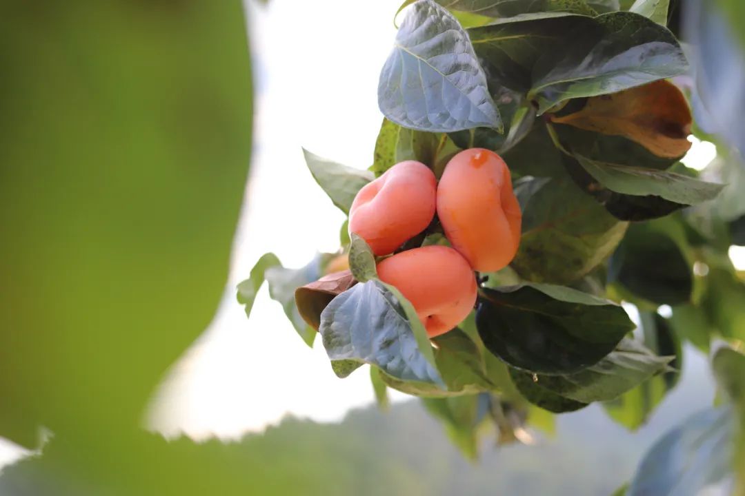 柿子种植效益如何_种植柿子致富_致富柿子种植视频