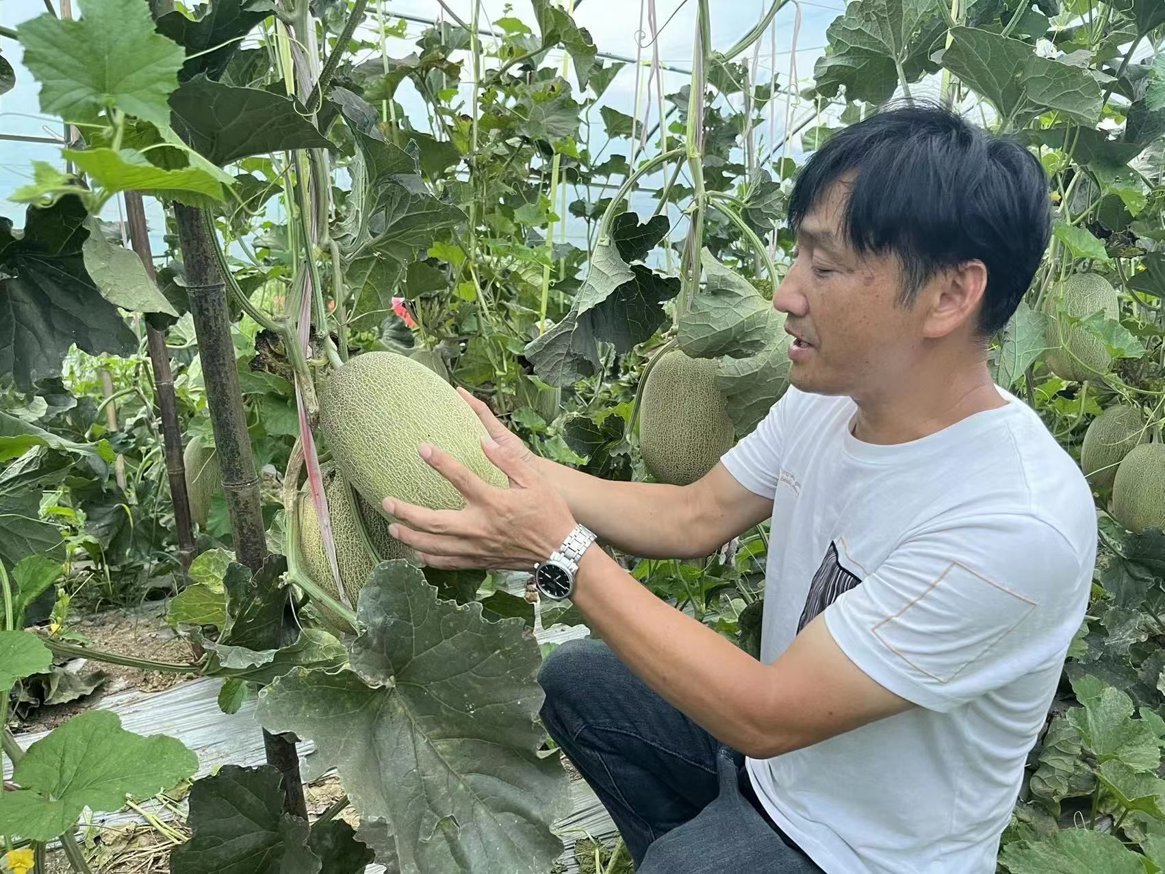 湖北阳新木港镇：哈密瓜飘香迎旺季 乡村振兴结硕果