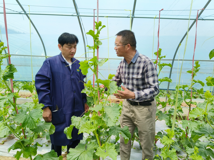 夏季哈密瓜种植技术_哈密瓜的种植方法和时间_哈密瓜种植时间和方法视频