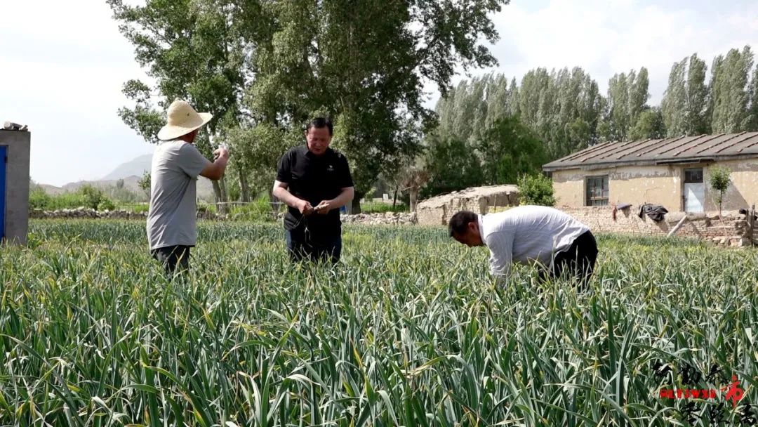 农业致富之路_农业致富种植项目_农业种植致富新路子是什么