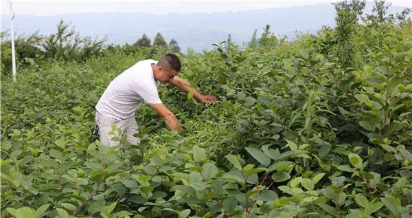 重庆丰都养殖场_丰都养殖扶持政策_重庆丰都养殖致富