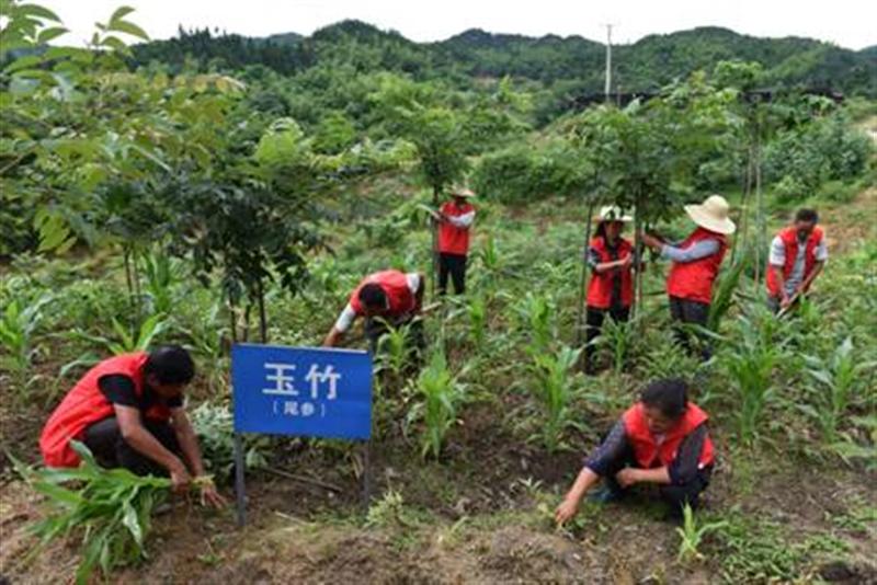 种植白芨价格_湖北种植白芨致富_致富湖北种植白芨视频