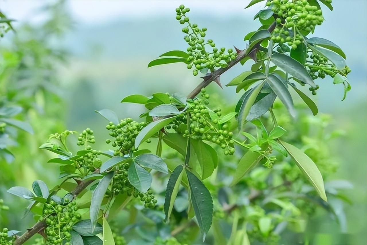 致富花椒种植视频_花椒种植效益_种植花椒致富不了