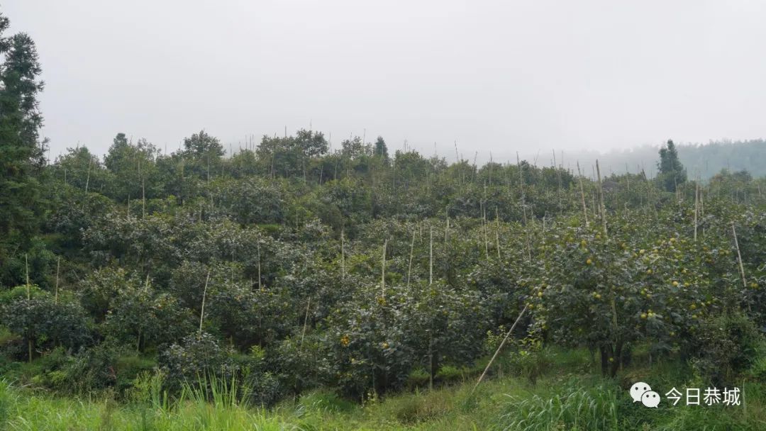 种植柿子致富_致富柿子种植视频_致富柿子种植技术视频