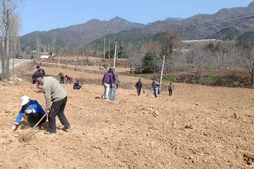 灵宝市朱阳镇：花椒种植正当时 群众致富有奔头