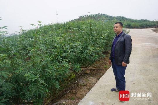 德阳市罗江区杨洪军：顶住压力种青花椒 带动村民脱贫致富