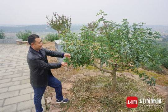 种植花椒致富不了_种植花椒的真实利润_花椒种植赚钱吗