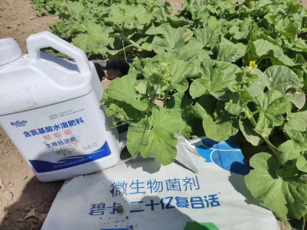 夏季哈密瓜种植技术_哈密瓜种植技术_哈密瓜种植方案