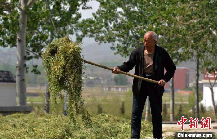 致富种植农民草药视频_农民致富 草药种植_致富种植农民草药图片