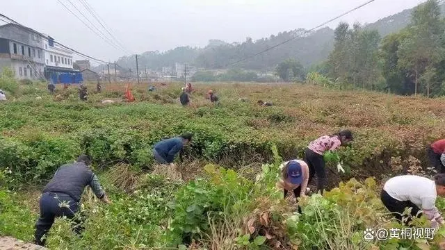 致富经农业种植_农业种植致富配方_致富配方种植农业有哪些