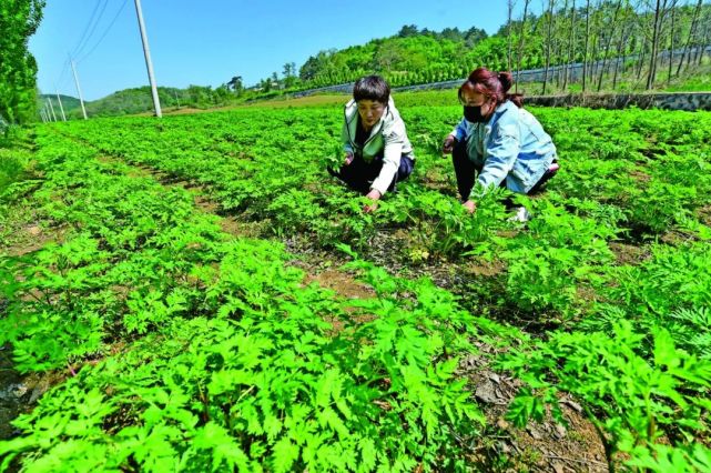 台地村打造草药之村促农民增收