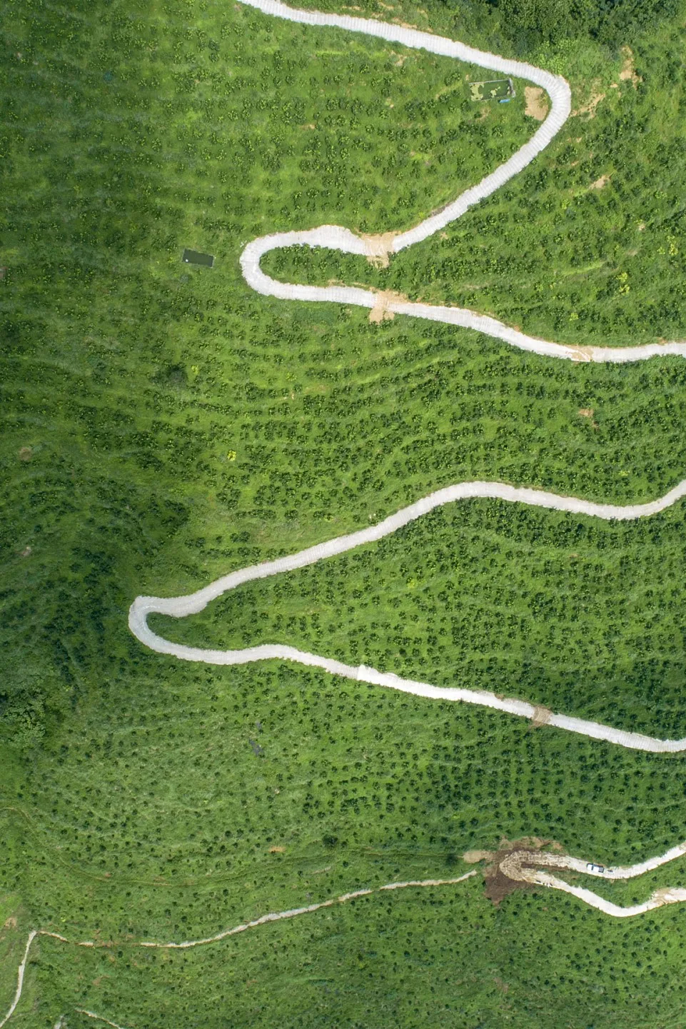 致富柚子种植方法_致富的柚子种植_致富柚子种植条件