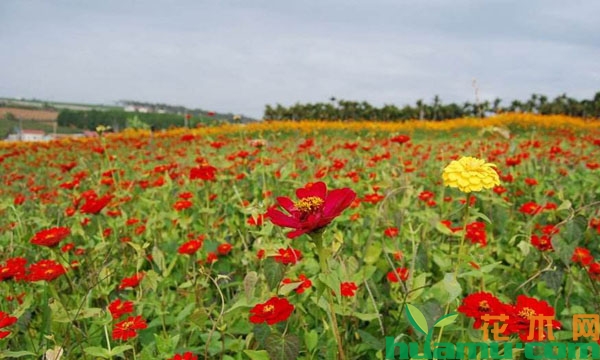 花园百日草怎么种？