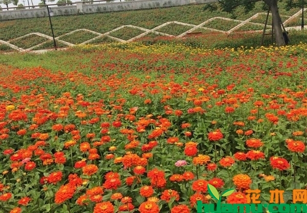 花园百日草怎么种？