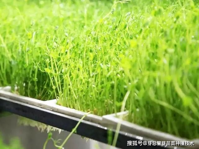 100平方芽苗菜利润怎么样