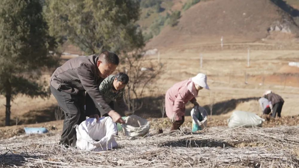 农村种植致富案例_农村种植致富事迹_农村致富故事成功案例