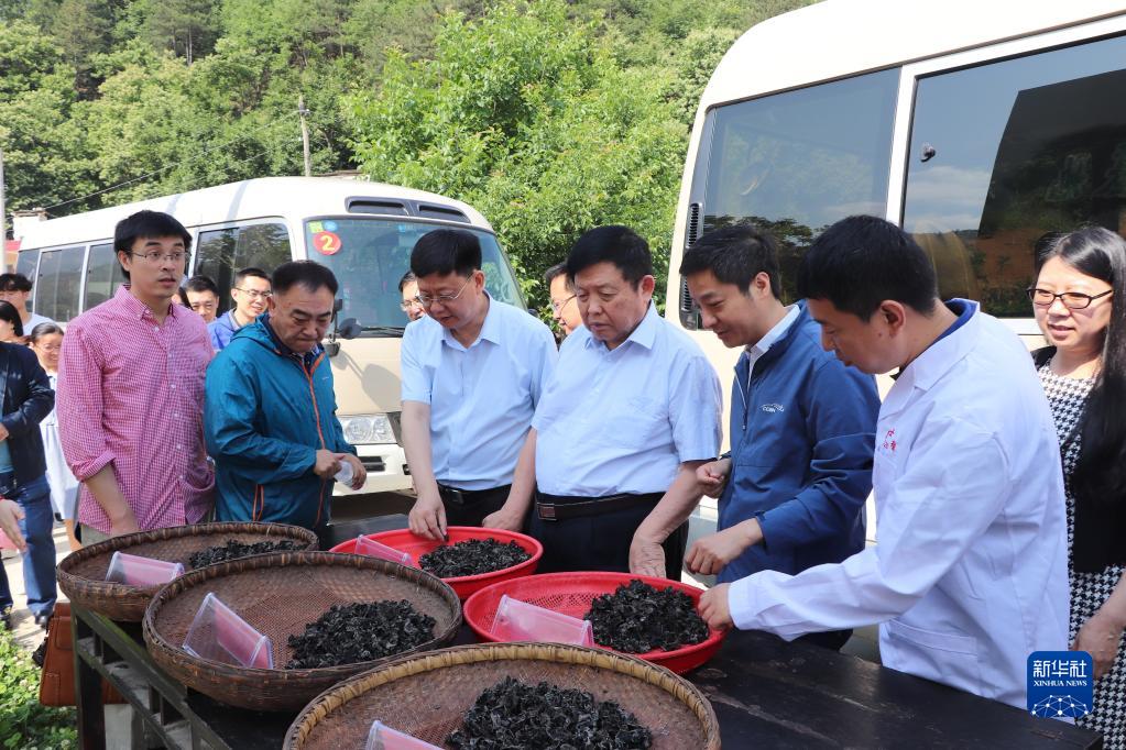 陕西桑木耳种植技术_桑树木耳多少钱一斤_桑木耳种植方法